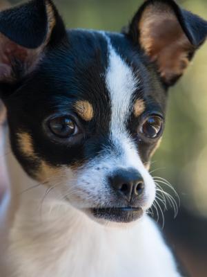 Zoey 22845
