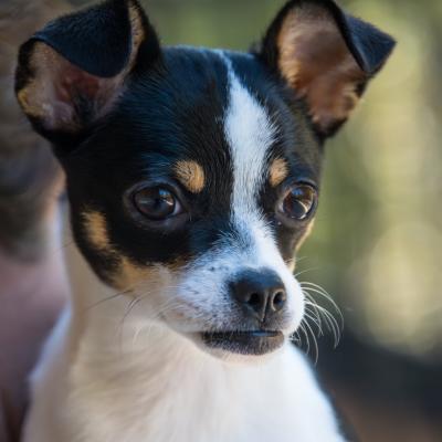 Zoey 22845