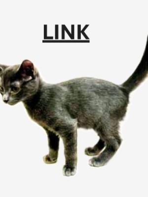 Link