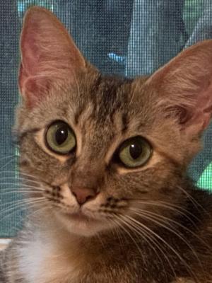 Ginger (AKA Susan)
