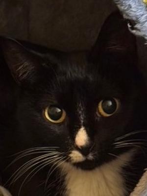 Juno