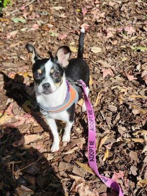 Zoey 22845