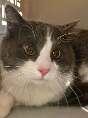 Oliver