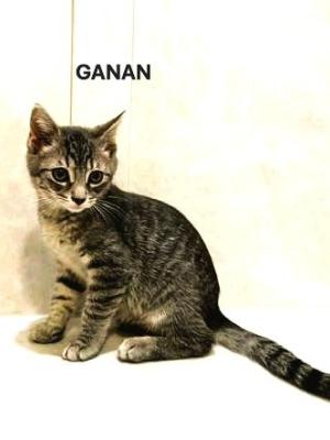 Gunon