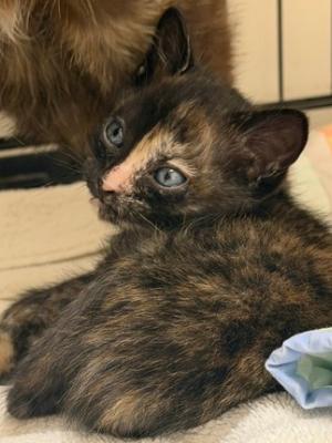 Nora