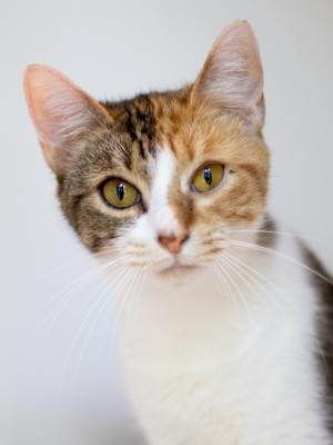Stella 2 (aka Sticky)