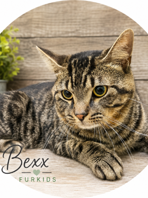 Bexx