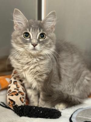 Perdita