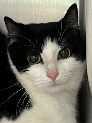 Oreo