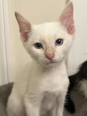 Casper