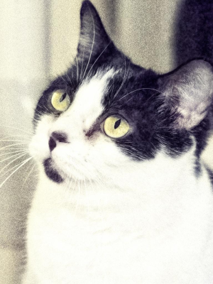 Mitzi