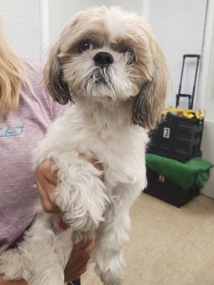 Dycen 21722 Dycen 21722