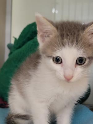 Guinevere