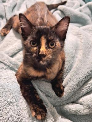 Caramel