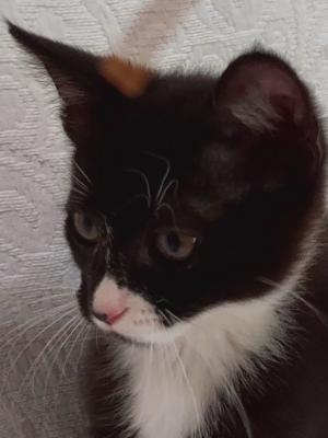 Tippy 2