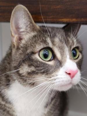 Gilligan (aka Archie Munster Styx)