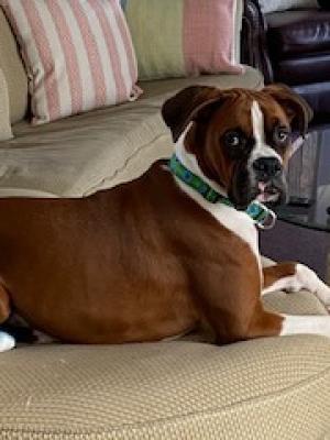 Jackson 21729 Jackson 21729