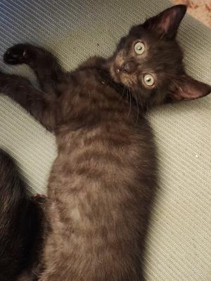 Sir Purrcival