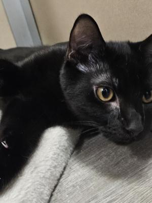 Milo