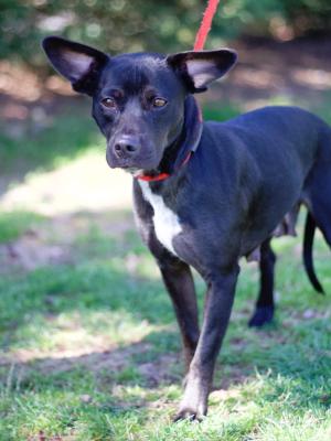 Roxy 21244