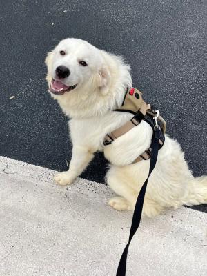 Paw 21588