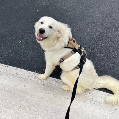 Paw 21588