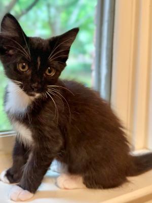 Tuxie (AKA Stormy)