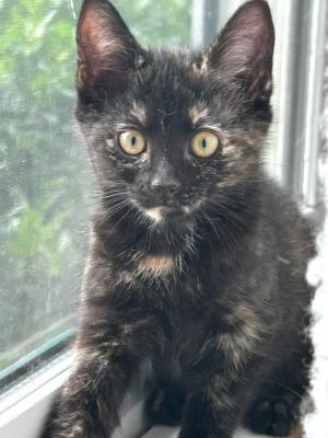 Tuna