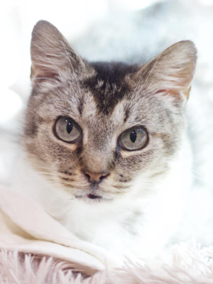 Pawdme