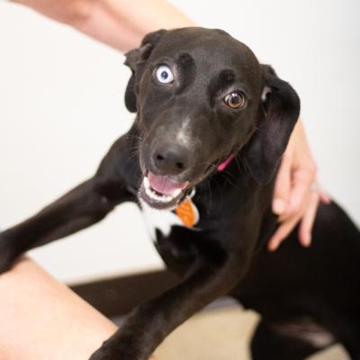 Darla 22100