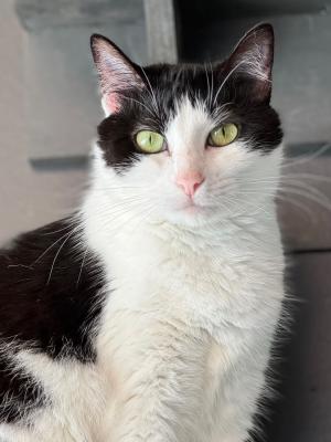 Oreo