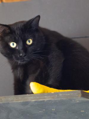 Bagheera