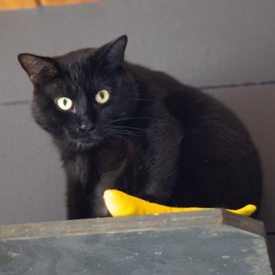 Bagheera