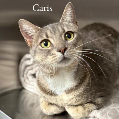 Caris